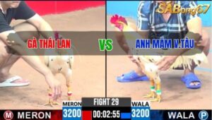 TRẬN 29 CPC3 25/05/2025 : GÀ THÁI LAN vs ANH MẮM VŨNG TÀU