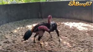 HIỆP 1 TRẬN 1 GÀ ĐÒN 1/6/2025