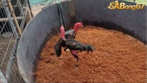 TRẬN 3 GÀ ĐÒN 1/6/2025