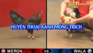 XANH MỒNG TRÍCH BỒ 67