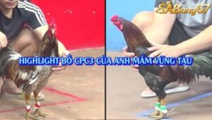 3 TRẬN THẮNG NHẬN 1000 USD CPC3 1/8/2025