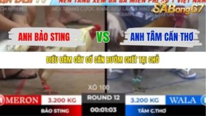 TRẬN 12 TONHON 18/10/2025