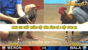 TRẬN 14 CPC4 23/11/2025