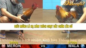 TRẬN 15 CPC4 23/11/2025