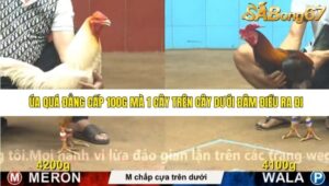 TRẬN 17 CPC4 23/11/2025