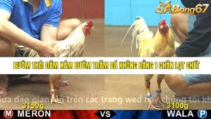 TRẬN 20 CPC4 23/11/2025