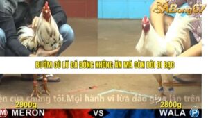 TRẬN 34 CPC4 22/11/2025