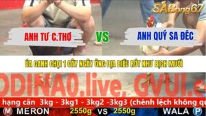 TRẬN 14 CPC5 NGÀY 24/11/2025