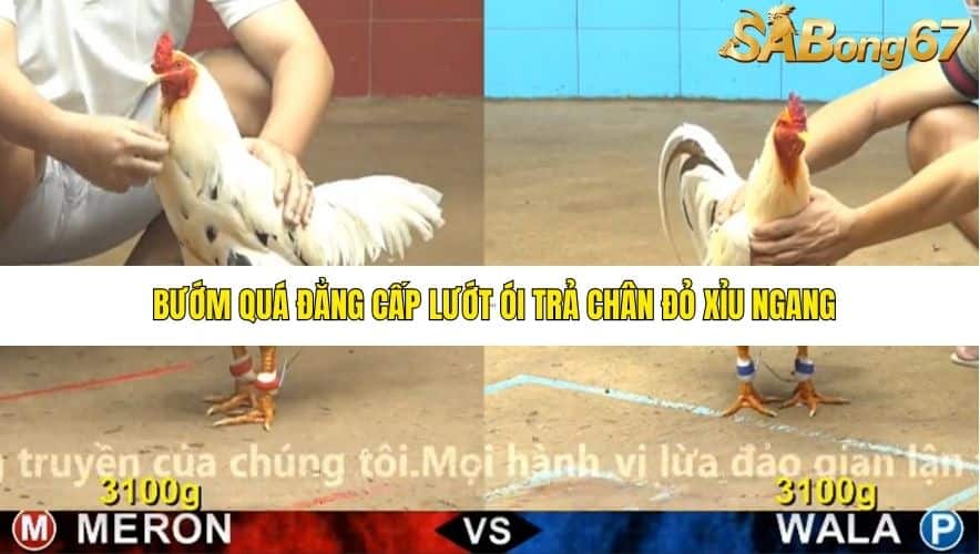 TRẬN 23 CPC5 24/11/2025