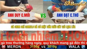 TRẬN 36 CPC5 NGÀY 19/11/2025