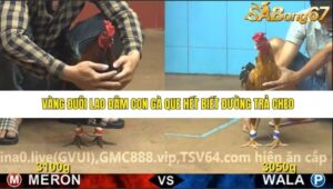 TRẬN 8 CPC4 NGÀY 24/11/2025